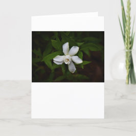 Gardenia, cartão