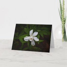 Gardenia, cartão