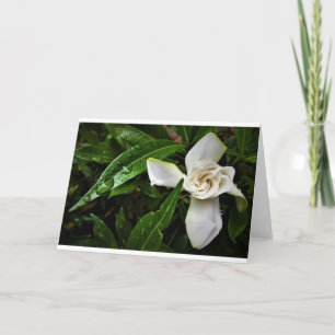 Gardenia, cartão
