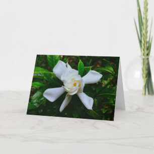 Gardenia, cartão