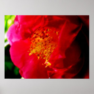 Gardenia Love Poster