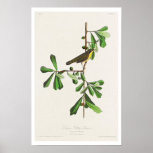 Garganta amarela de Roscoe pela Poster de Audubon