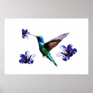 Garganta branca de Hummingbird/Hibiscus Poster