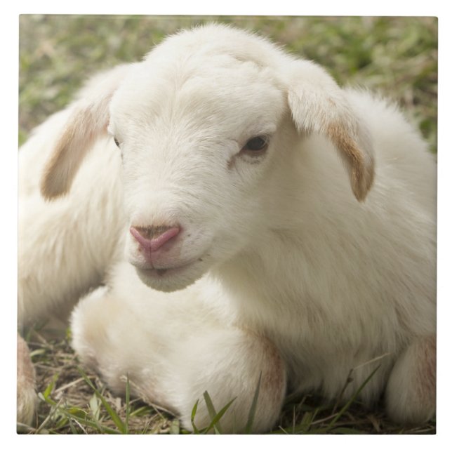 Garotinho bonito (Frente)