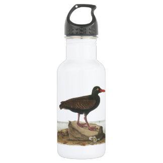 Garrafa Black Oystercatcher de Audubon