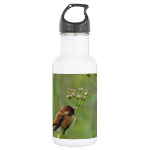 Garrafa Colibri pequeno bonito