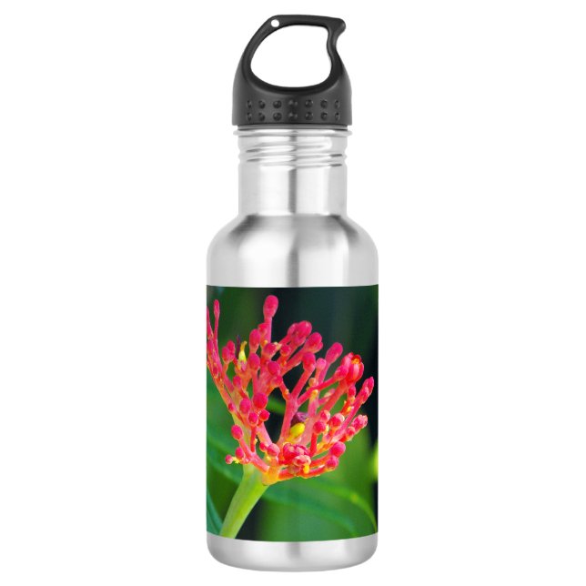 Garrafa Coral Bush na floração (Frente)