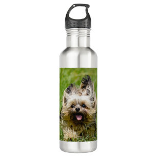 Garrafa Cute Yorkshire Terrier passando por Grass