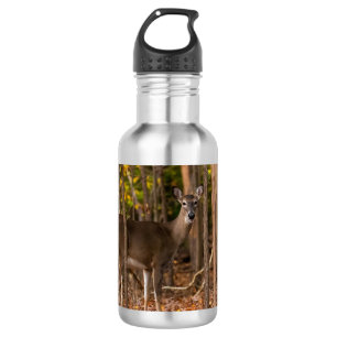 Garrafa Deer in Woods
