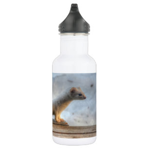 Garrafa Ernie the Determined Ermine (Weasel) Wildlife