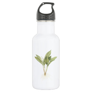 Garrafa Lily-of-the-valley (Convallaria majalis) apresenta
