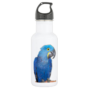 Garrafa Macaw do jacinto