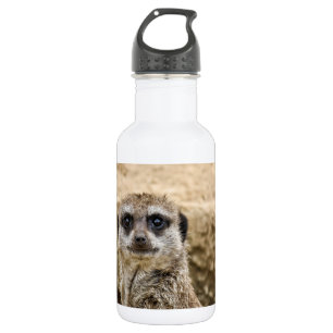 Garrafa Meerkat curioso