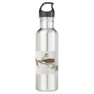 Garrafa Namaqua chameleon Lizard Reptile Gecko