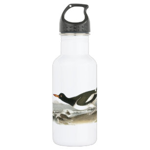 Garrafa Pega-do-mar americana por Audubon