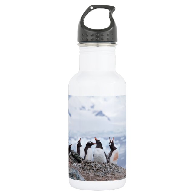 Garrafa Pinguins na Antártica (Frente)