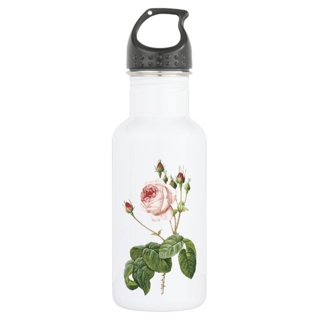 Garrafa rosa de repolho excelente por Redouté (Frente)