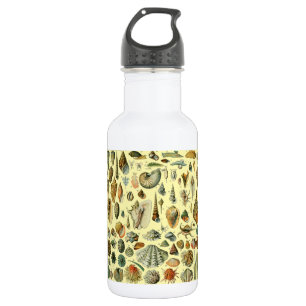 Garrafa Seashell Shell Mollusk Clam Elegant Clam Art