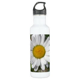 Garrafa Shasta Daisy (Chrysanthemum maximum)
