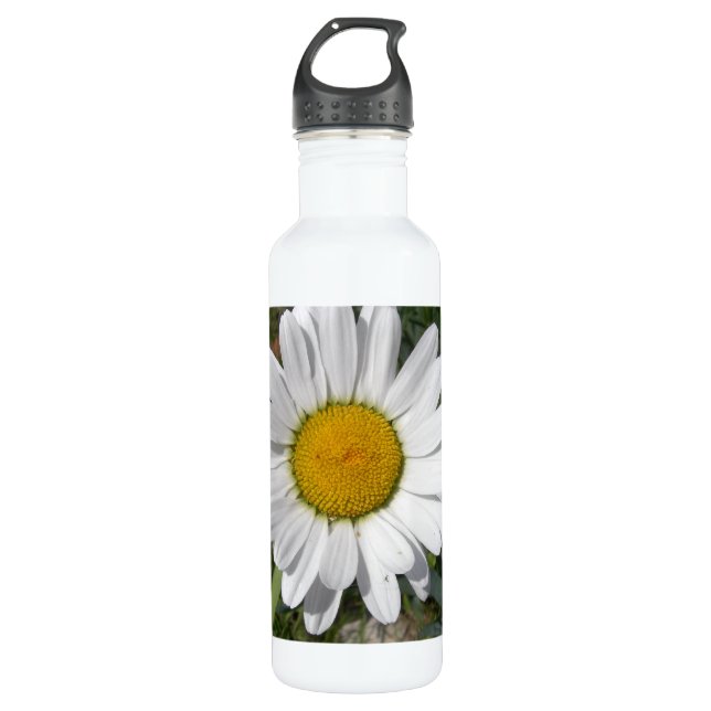 Garrafa Shasta Daisy (Chrysanthemum maximum) (Frente)