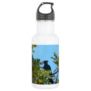 Garrafa Steller Jay no carvalho