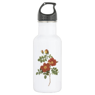 Garrafa sweetbriar aumentou (eglanteria de Rosa) por