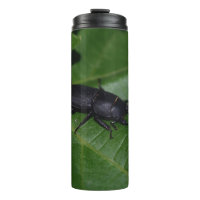 Dorcus parallelipipedus , o escaravelho inferior