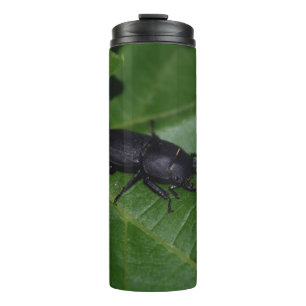 Garrafa Térmica Dorcus parallelipipedus , o escaravelho inferior