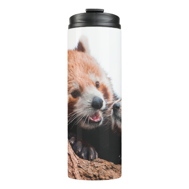 GARRAFA TÉRMICA FAMÍLIA DE URSOS CUTA KOALA (Frente)