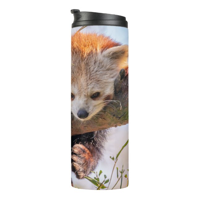 Garrafa Térmica Pantaninha vermelha preguiçosa (Rotação à direita)