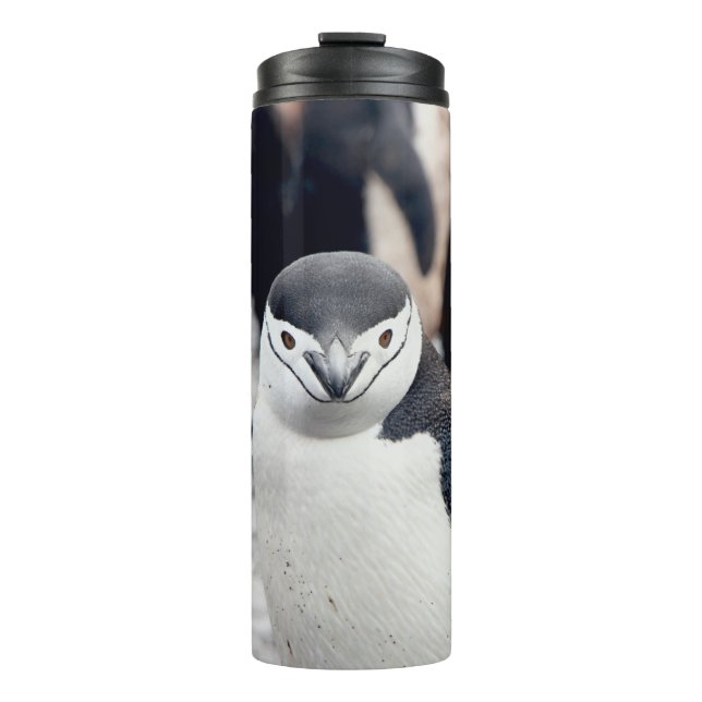 GARRAFA TÉRMICA PENGUIN CHENSAP (Frente)