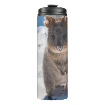 Quokka na Praia Austrália, Acentuação Rosa Meninas