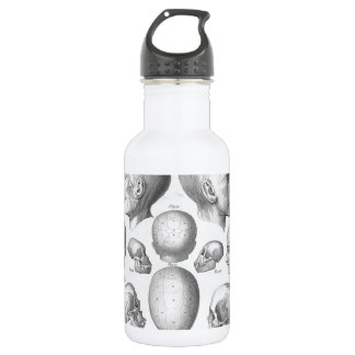 Garrafa Tipos do crânio