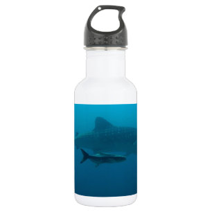 Garrafa Tubarões Peixes Oceano Água Tropical Praia Paz Amo