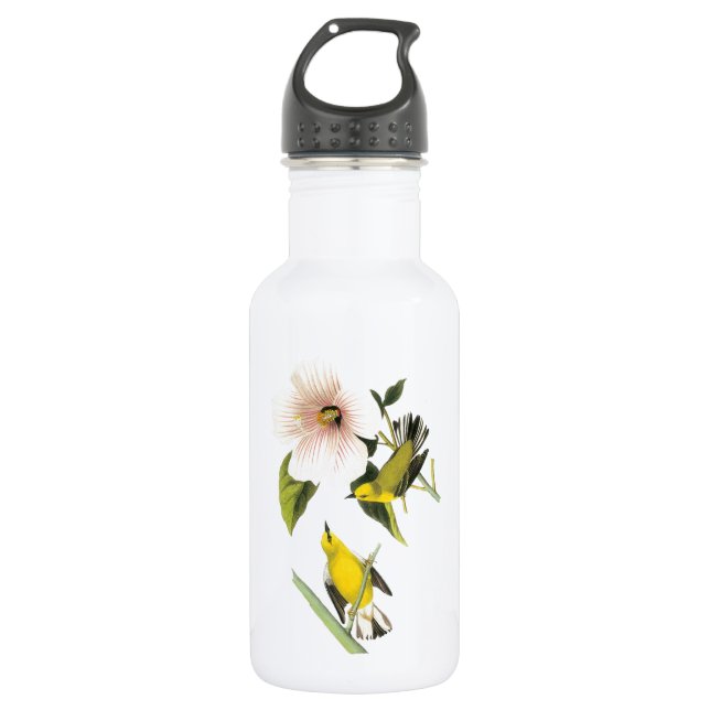 Garrafa Warbler de asa azul de Audubon (Frente)