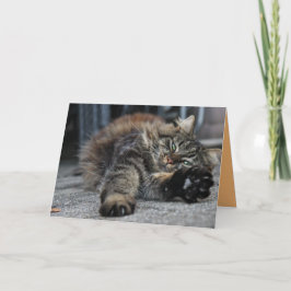 Gata Maine Coon Kitty Gatinho Cartão Personalizáve