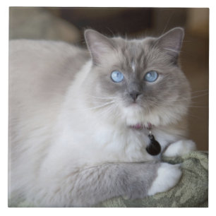 Gata Ragdoll fêmea