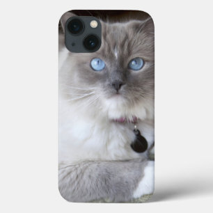 Gata Ragdoll Fêmea