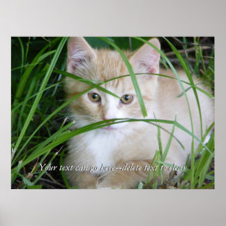 Gatinho Amarelo na Poster de Grama Alta