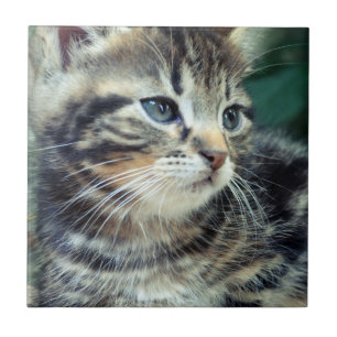 Gatinho bonito adorável