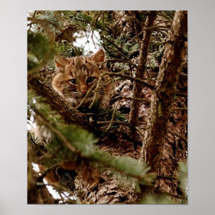 Gatinho bonito do lince em um poster da árvore