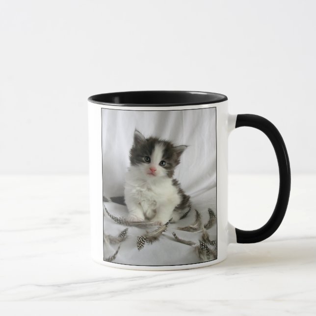 Gatinho bonito do racum de Maine com caneca das (Direita)