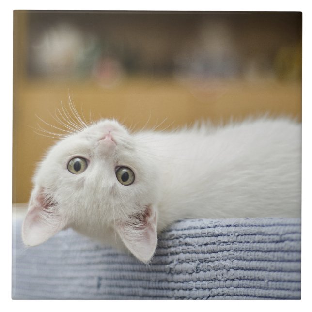 Gatinho Branco Pet (Frente)