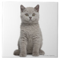 Gatinho britânico de Shorthair