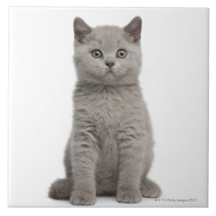 Gatinho britânico de Shorthair