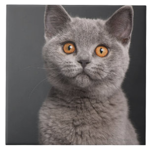 Gatinho britânico de Shorthair (3 meses velho)
