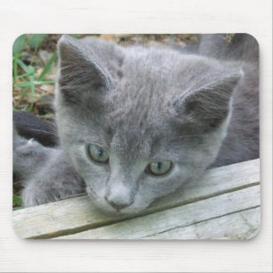 Gatinho cinzento Mousepad