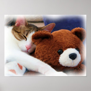 Gatinho com impressão do urso de ursinho