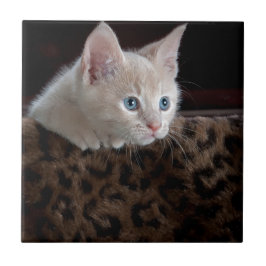 Gatinho Creme com Olhos Azuis Lindos