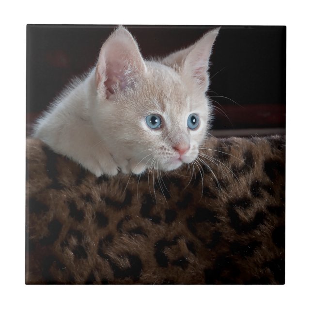 Gatinho Creme com Olhos Azuis Lindos (Frente)